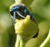 Chrysis splendidula